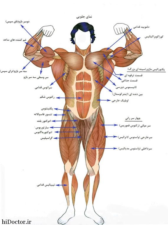 سازمان بندی و ساختار بدن انسان 1