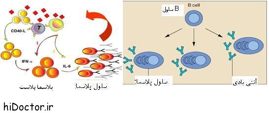 8 Plasma Cell آموزش مبحث بافت همبند