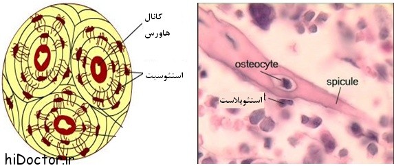 استئوسیت ها (Osteocyte)