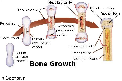 رشد و نمو استخوان ها و عوامل موثر بر رشد 1
