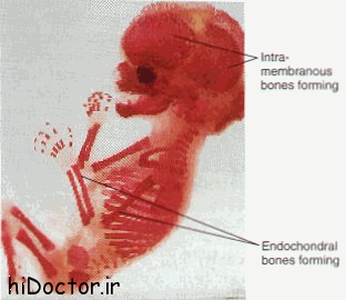 رشد جنینی استخوان 1