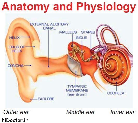 ساختار گوش | گوش خارجی، میانی و داخلی