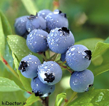 20080324-blueberries