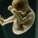 عکس های با کیفیت و واقعی از جنین انسان 1