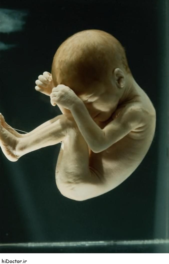 عکس های با کیفیت و واقعی از جنین انسان 1