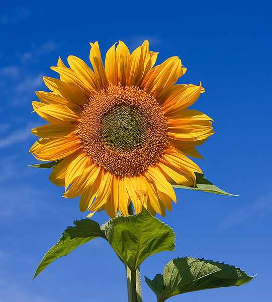 541px-Sunflower_sky_backdrop