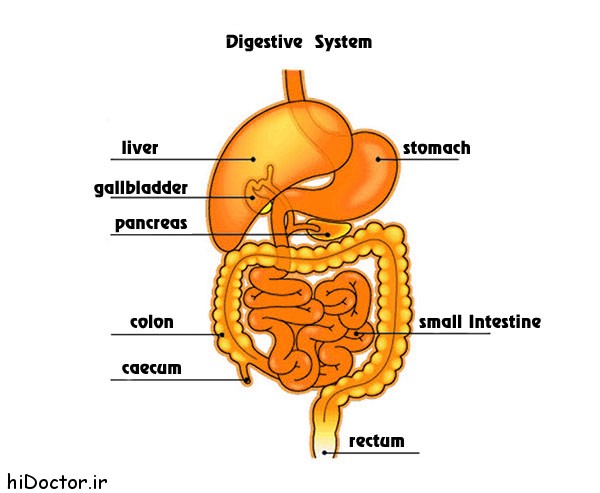 digestive_hormones
