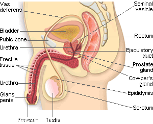 male_reprod_org_side