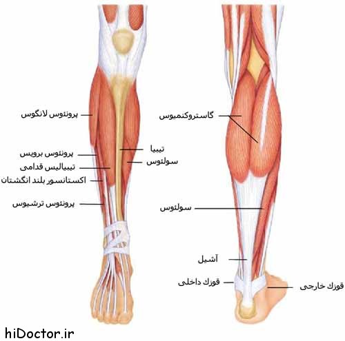 تاندون تیبیالیس در کف پا چرا ملتهب میشود؟ 1