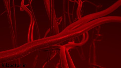 blood arteries and veins