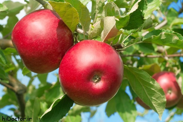 عکس های میوه سیب – نماد معروف سلامتی