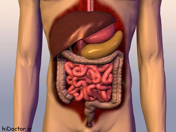 human stomach 13 عکس های معده انسان
