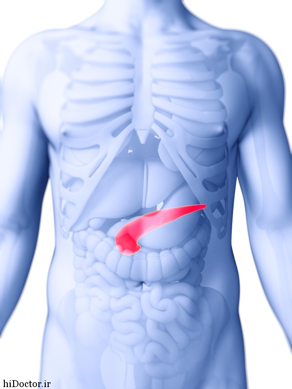 3d rendered illustration of the human pancreas