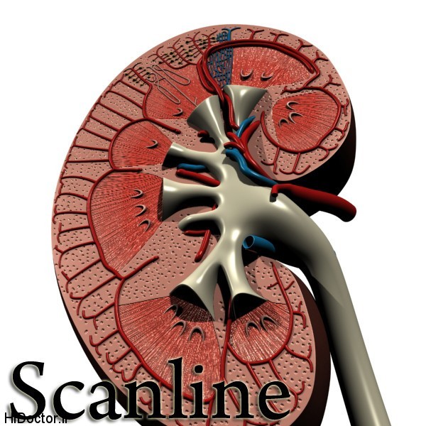 kidney_anatomy_high_detail_3d_model_5c4d45dc-ef0d-470a-ac95-1c825c8985db