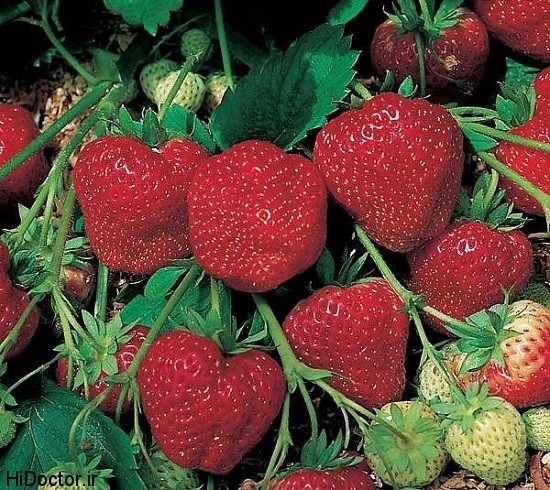 Strawberries photos tootfarangi 13 عکس های تماشایی از میوه ی خوشمزه توت فرنگی