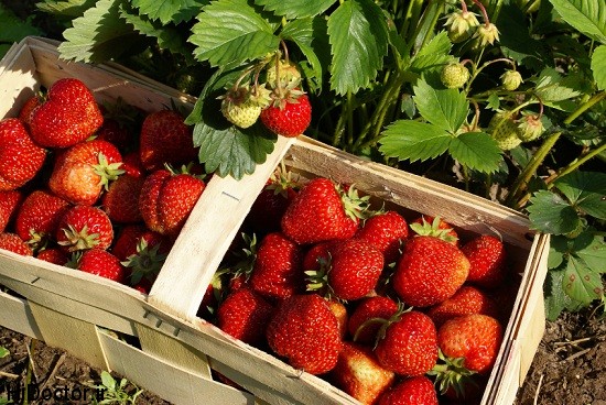 Strawberries photos tootfarangi 14 عکس های تماشایی از میوه ی خوشمزه توت فرنگی