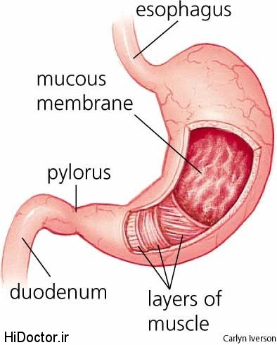stomach-diagram