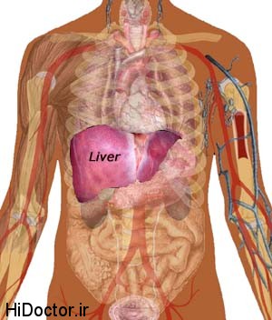 Liver-cleansing-diet-where-the-liver-is-placed