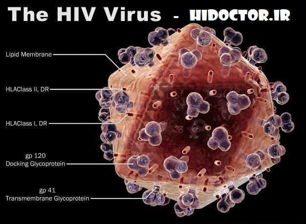 چقدر زمان لازم است تا HIV موجب ایجاد ایدز شود؟ 1