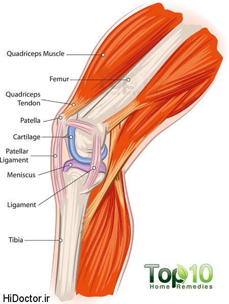 knee-anatomy-2-opt