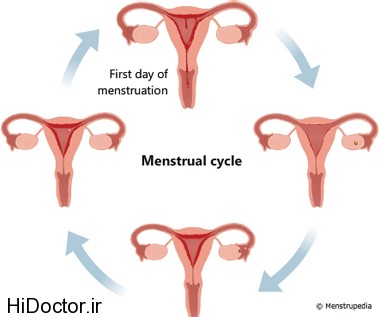 pysiology-menstrual-cycle