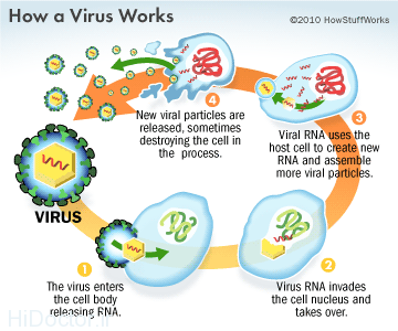 بی خطرترین ویروس های بدن 1