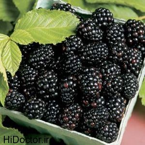 [تصویر:  Blackberry-fruits-photos-1.jpg]