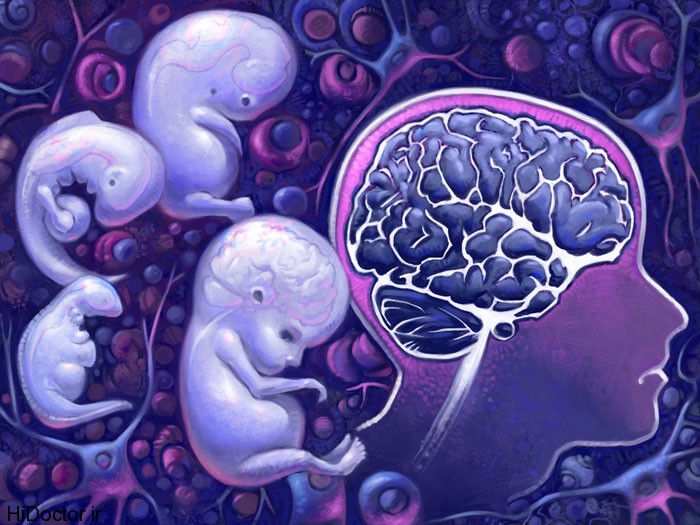 Characteristics-of-infant-brain-development
