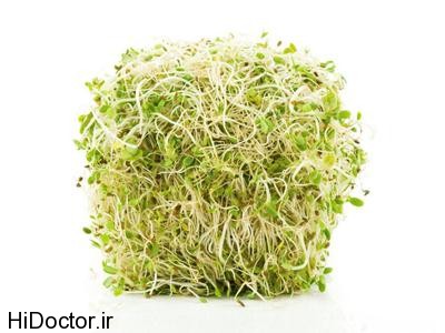 HE_sprouts_s4x3_lead