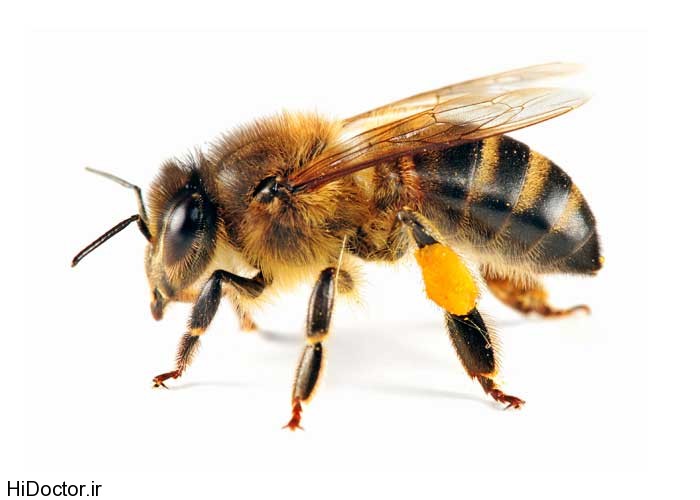 Honey-bee