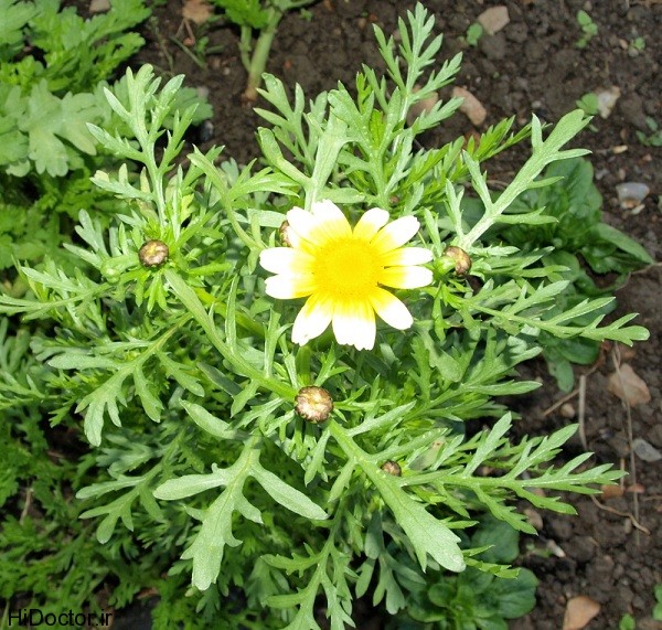 chrysanthemum_coronarium_gol-davoodi  (4)