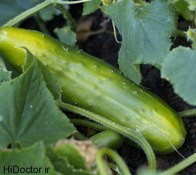 cucumber for web crop با این میوه ضد سرطان بیشتر آشنا شوید