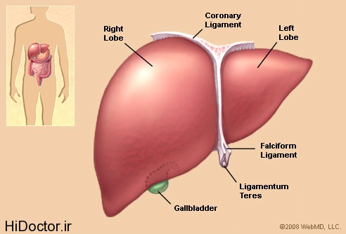 liver_illustration