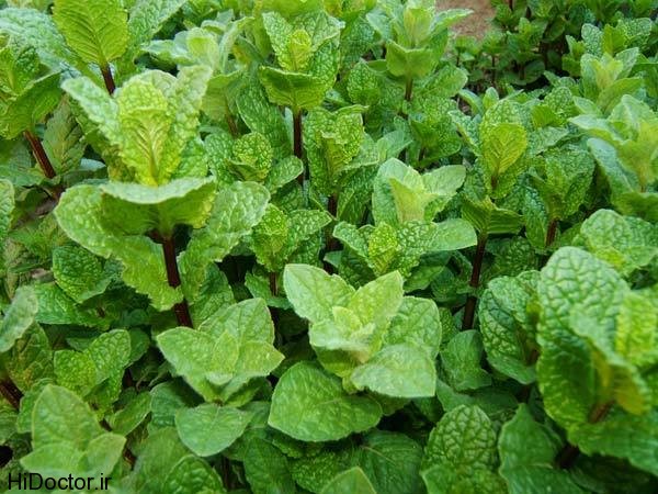 mint نعناع برای بیماران سندرم روده تحریک پذیر مفید است