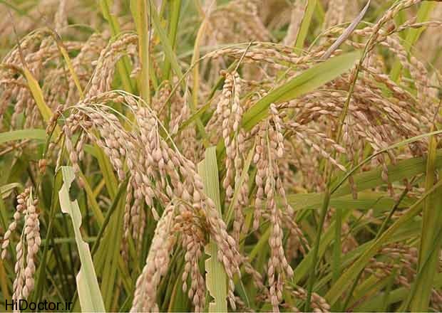 rice bran plant