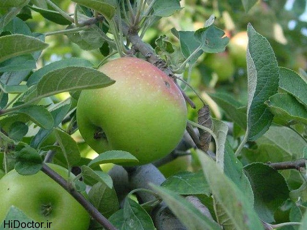 sib 3 میوه ی سیب، در رنگ ها و مدلهای مختلف