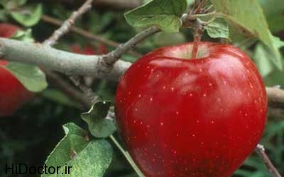 sib 8 میوه ی سیب، در رنگ ها و مدلهای مختلف