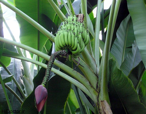 Banana.plant .kewgardens.arp عکس هایی از موز و خواص آن