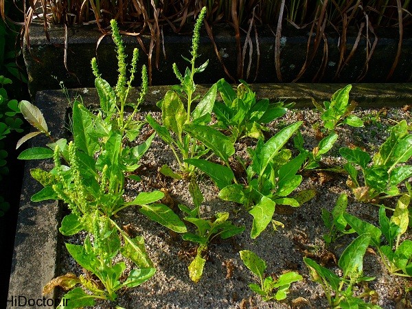 Beta vulgaris maritima 001 عکس هایی از گیاه چغندر و خواص این گیاه