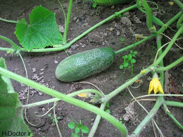 Cucumber plants عکس های از خیار و خواص آن
