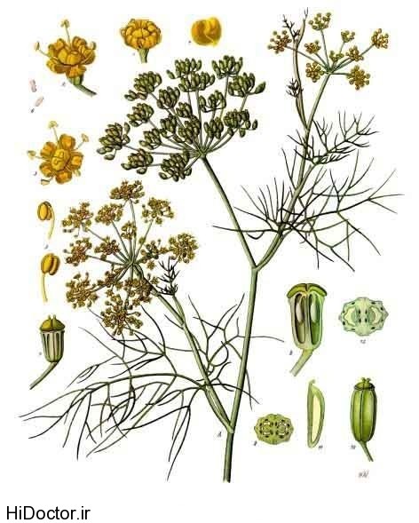 Foeniculum vulgare Köhler–s Medizinal Pflanzen 148 عکس هایی از رازیانه و خواص آن