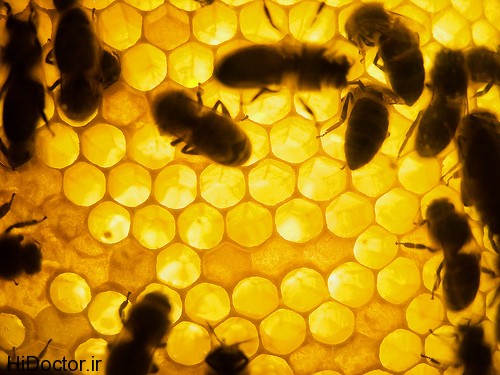 Honey-Bee-on-the-comb-by-David.nikonvscanon
