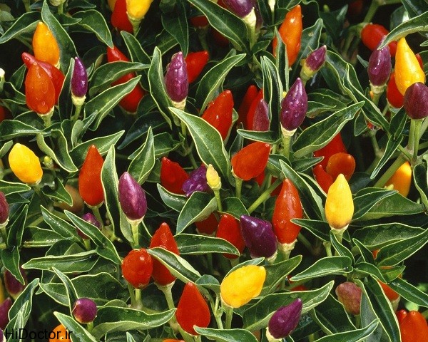Pepper plants 1280x1024 عکس هایی از فلفل قرمز و خواص آن