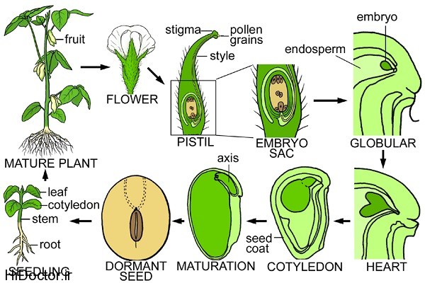 Soy plant cycle عکس هایی از سویا و خواص آن