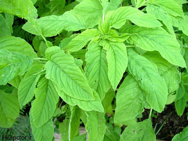 amaranth-leaf