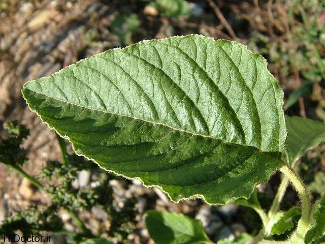 amaranthus_retroflexus_common_amaranth_leaf_upperside_28-08-06