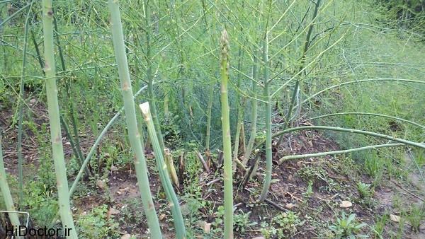 asparagus-spear-web