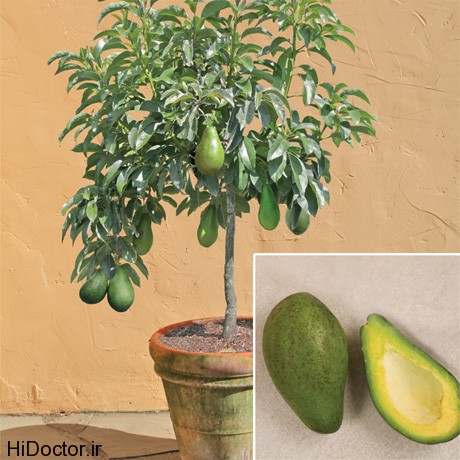 avocado-day-tree-big