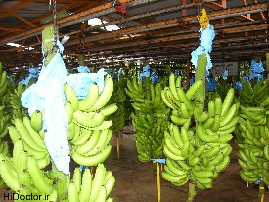 banana plantation عکس هایی از موز و خواص آن