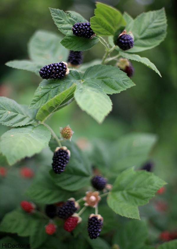 blackberry bush1 عکس هایی از شاه توت و خواص آن